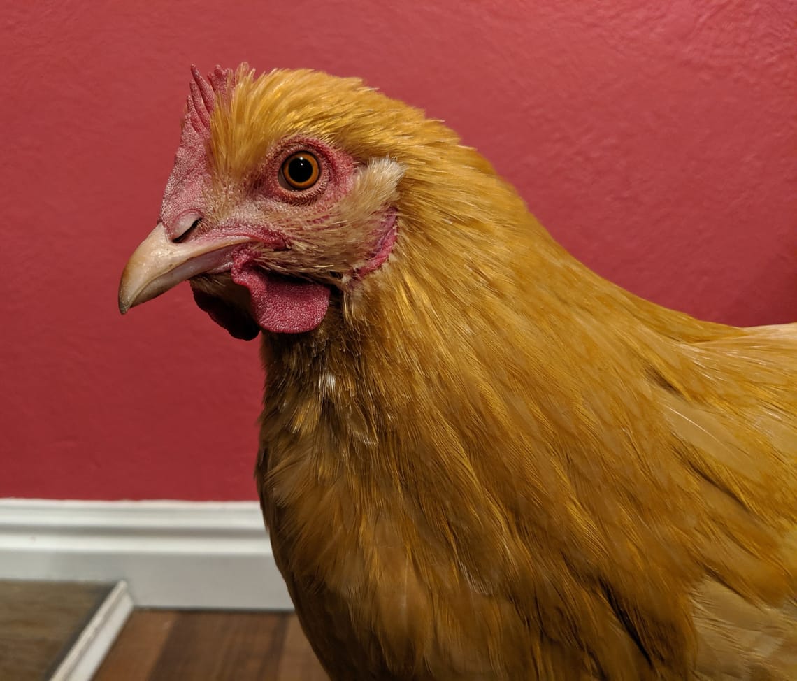Harriet