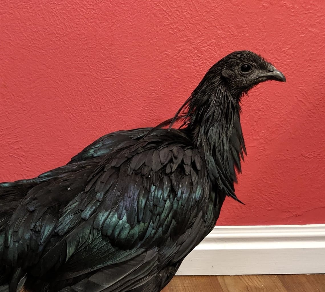 Onyx