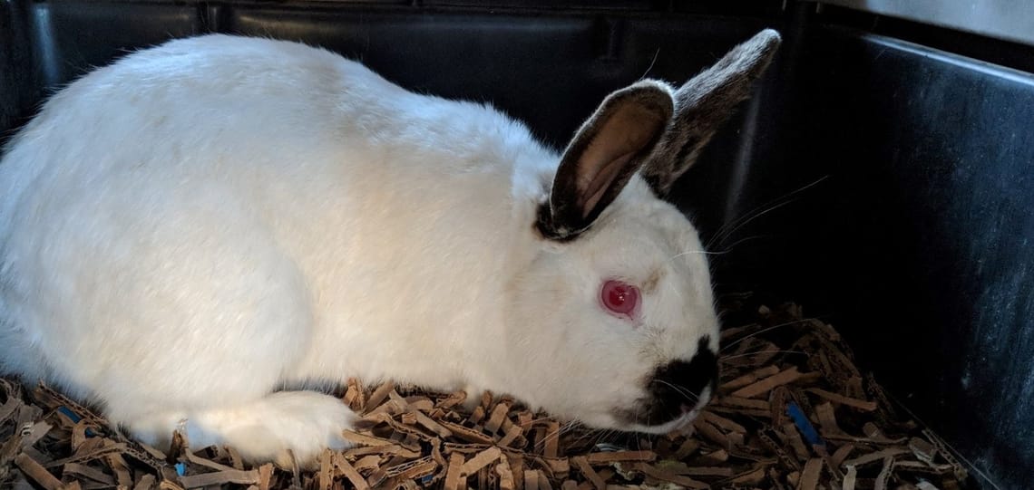 Pepper