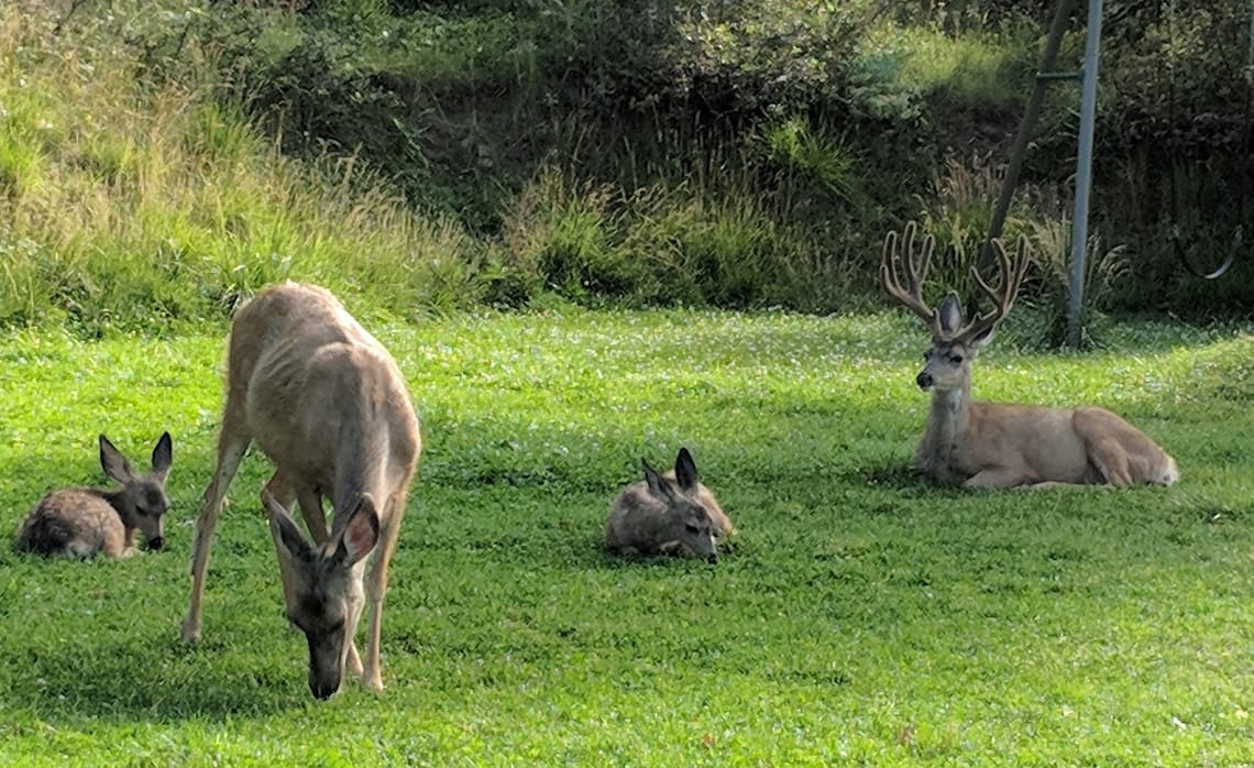 Wildlife