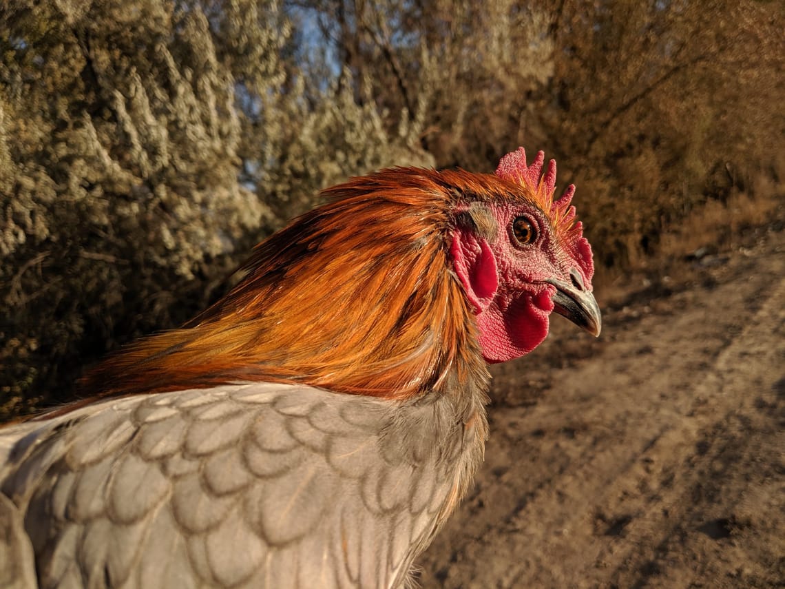 Copper