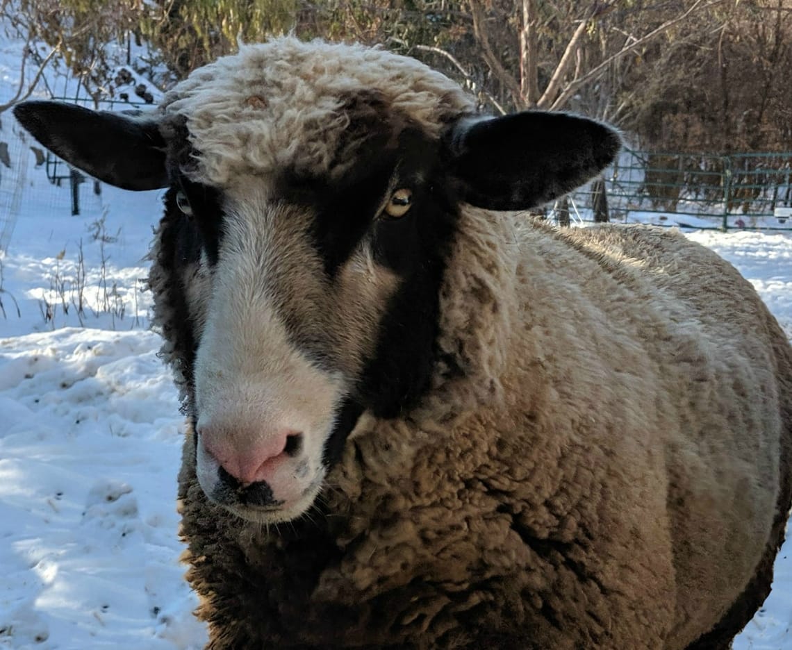 Lucy