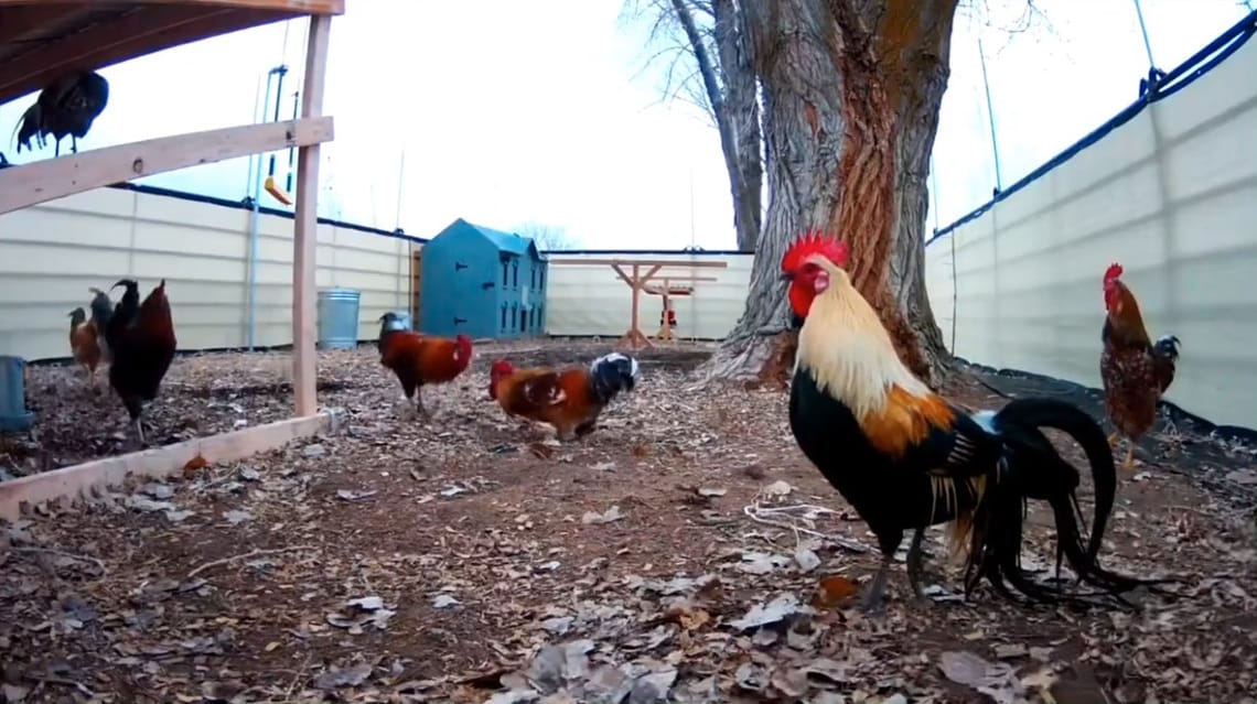 A New Roost and New Visitors