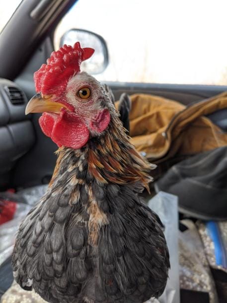 Hawks, Eggs, and Helper Pocket