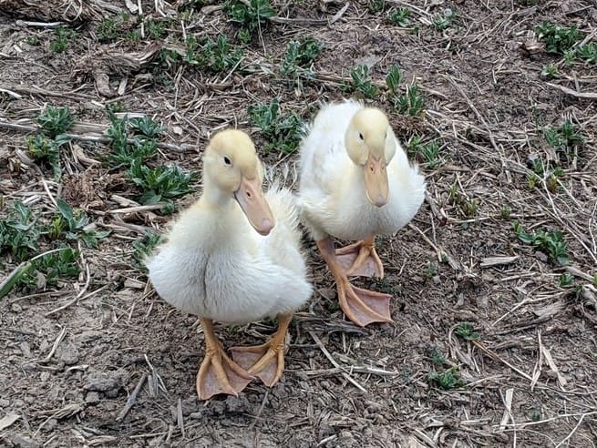 Oreo is Back, Little Ducklings and a Tree Named Tilly