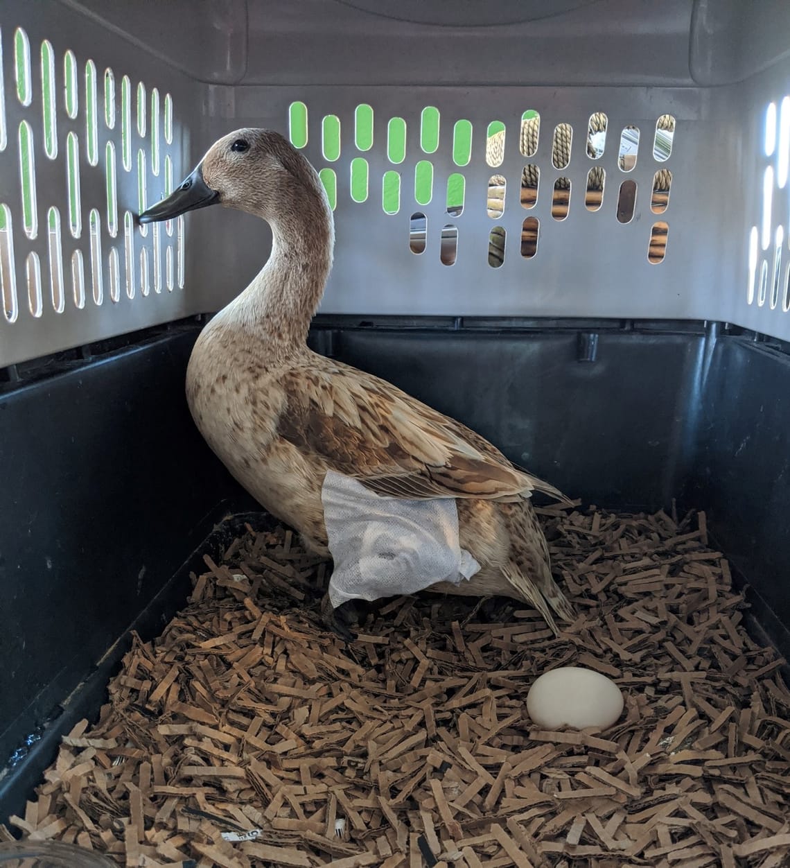 New Peeps, Naked Sheep, and the Passing of Matilda