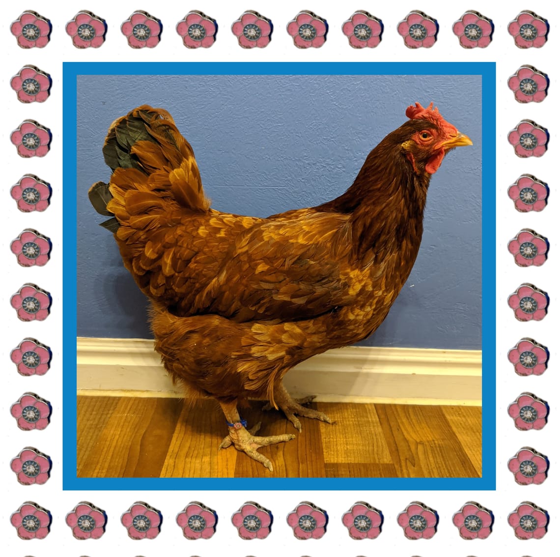 A Feisty Pocket, Duck Eggs and the Passing of Primrose