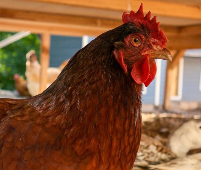Little Red Hen