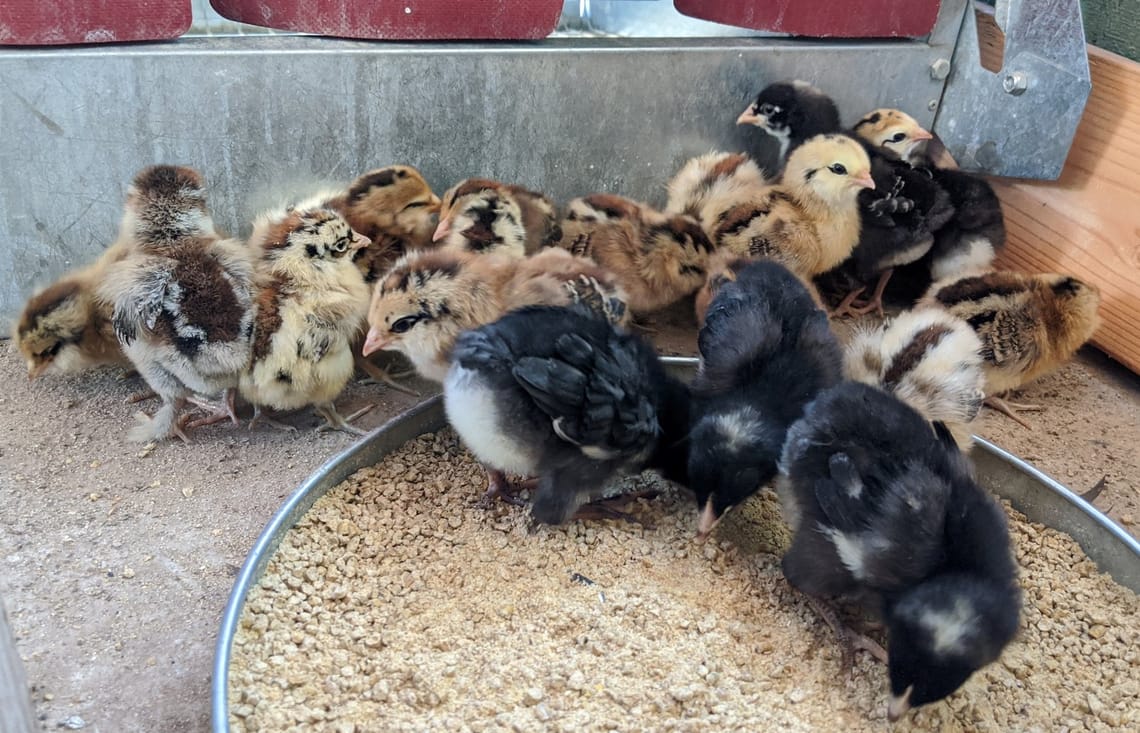 Baby Billie, Bossy Banksy and Babies, Babies, Babies