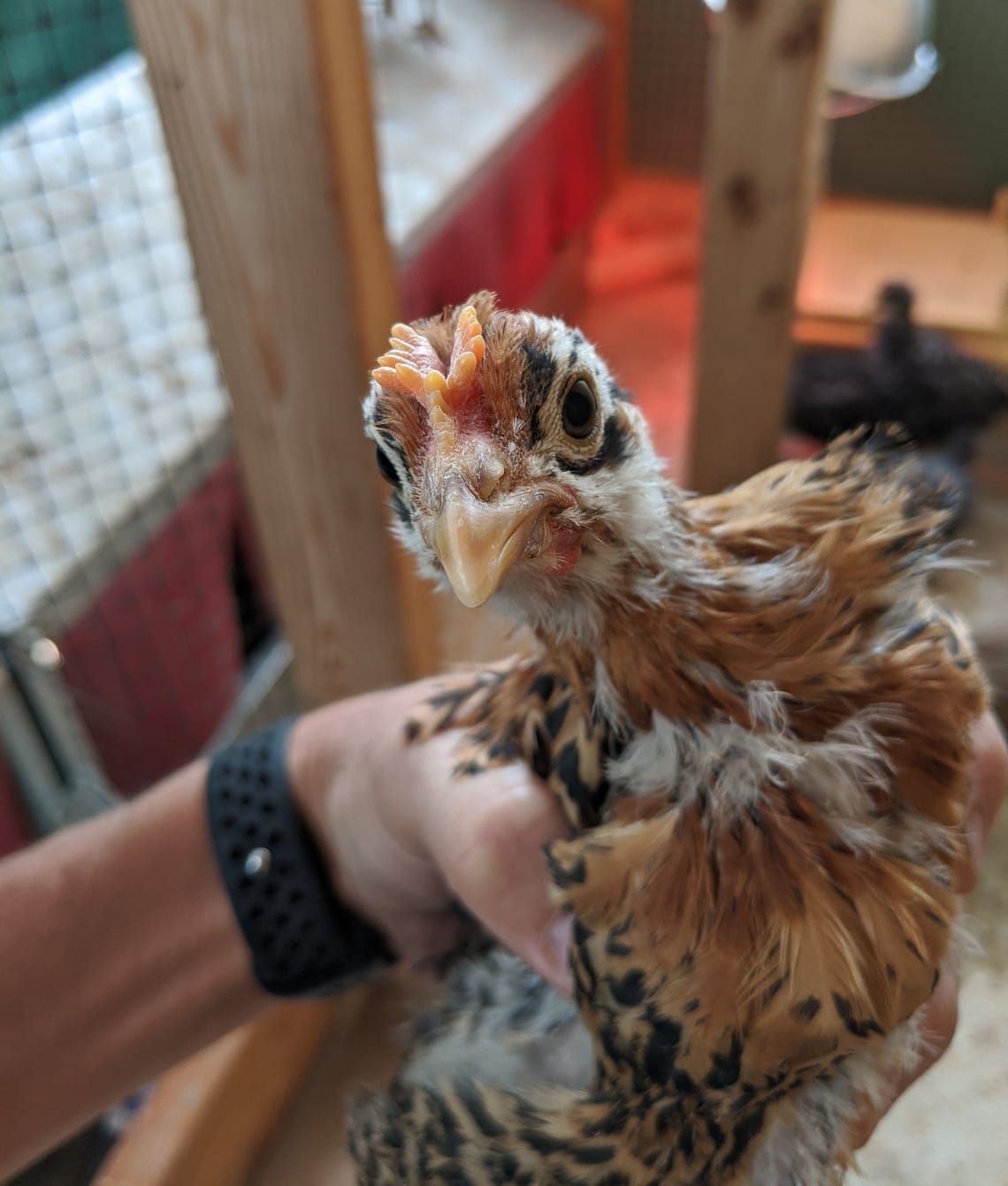 Newbies Adjusting, Wall is Coming Along, and Hens Are Crowing