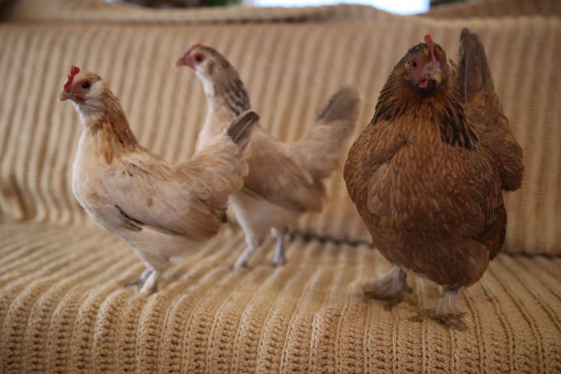 A Lovely Happy Hatch Day!