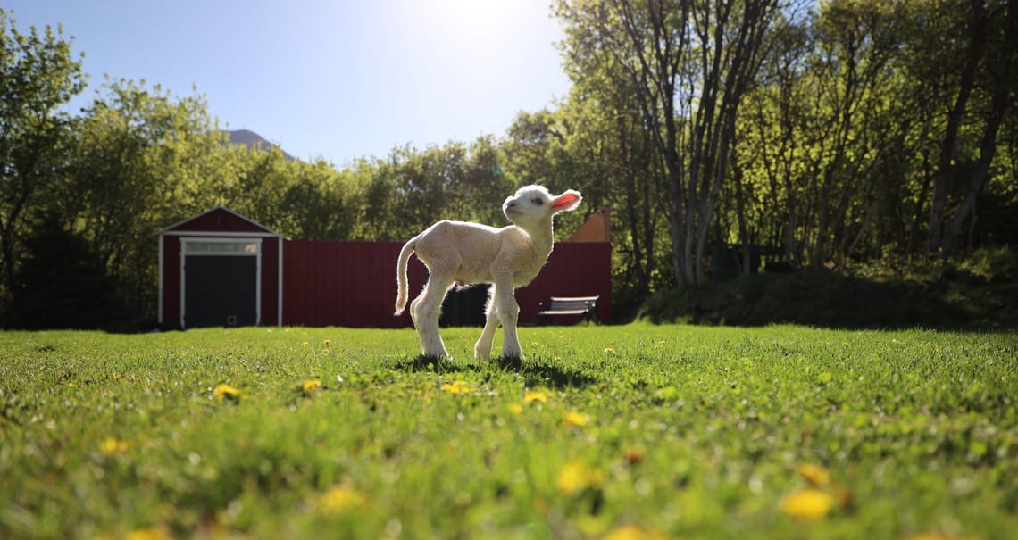 Welcome Baby Lambs!