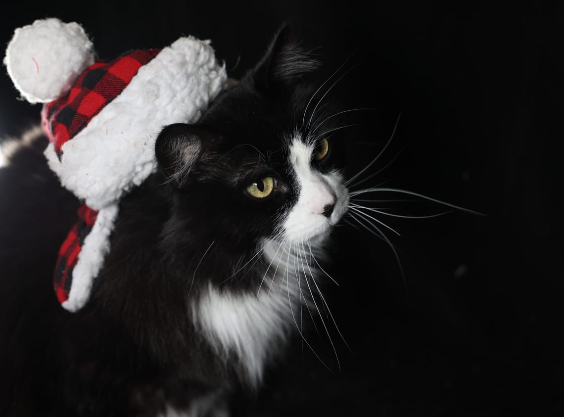 Mitten