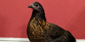 Cocoa