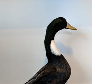 Olaf
