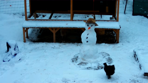This week brought snow, missing hens and babies growing fast!