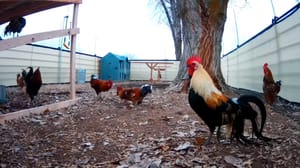 A New Roost and New Visitors