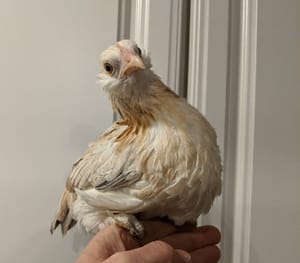 Mabel - E4 #OPHatch