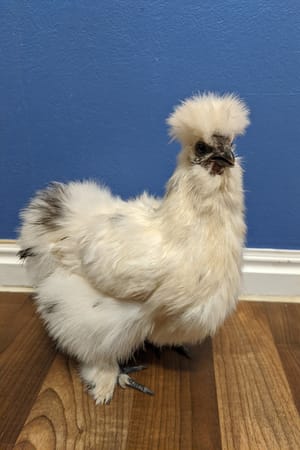 The Girls Pictures, Silkies New Area, and a Pesky Fox