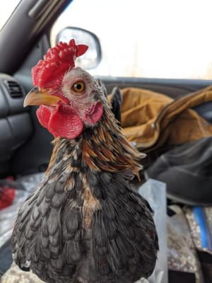 Hawks, Eggs, and Helper Pocket