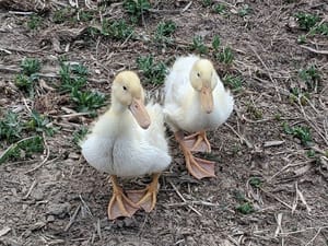 Oreo is Back, Little Ducklings and a Tree Named Tilly