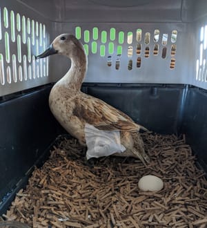New Peeps, Naked Sheep, and the Passing of Matilda