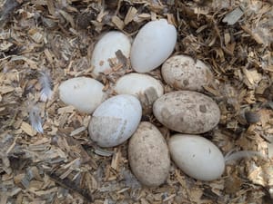 The Giving Week, Chicks First Day Out and So Much More