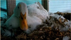 Mabel's Babies, Elsa Gets Her Own Cam and Bye Bye Heron