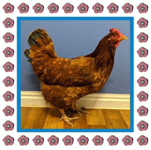A Feisty Pocket, Duck Eggs and the Passing of Primrose