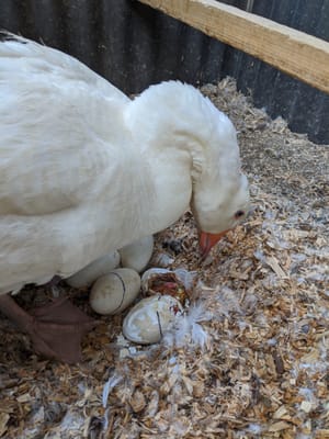 Duck, Duck, Duck, Goose!
