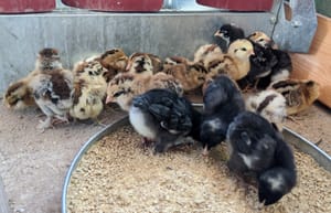 Baby Billie, Bossy Banksy and Babies, Babies, Babies