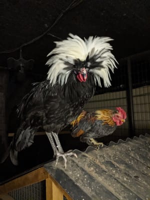 Names, Injuries and the Releasing of the Ducks