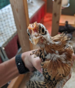 Newbies Adjusting, Wall is Coming Along, and Hens Are Crowing