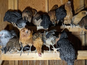 Rooville Gets Another Apartment and Another Pesky Hawk