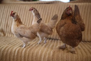 A Lovely Happy Hatch Day!