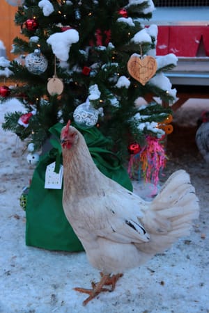 More Gifts, Pics and an Oopsie