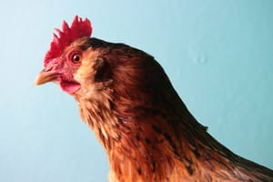 Sassafras aka Sassy