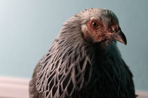 Say Hello to Socks