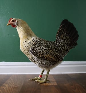 Two More Hens Change Places, Another Noodleman Party and More Gifts!