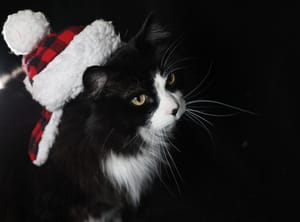 Mitten