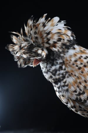 Queenie