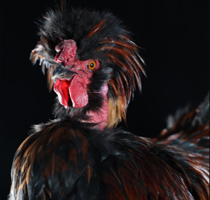 Disco